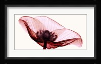 Anemone I Fine Art Print