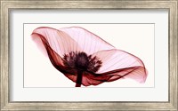 Anemone I Fine Art Print