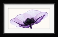 Anemone II Fine Art Print