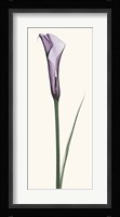 Calla Lily Fine Art Print