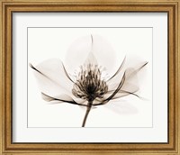 Hellebore I Fine Art Print