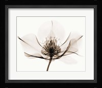 Hellebore I Framed Print