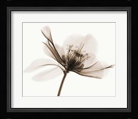 Hellebore II Framed Print