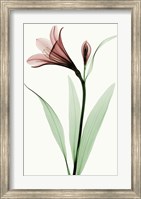 Lily I Fine Art Print