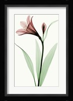 Lily I Fine Art Print