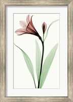 Lily I Fine Art Print