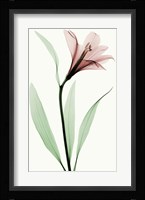 Lily II Fine Art Print