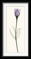 Lisianthus Fine Art Print