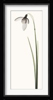 Snowdrop I Fine Art Print