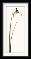 Snowdrop II Fine Art Print
