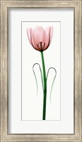 Tulip I Fine Art Print