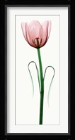 Tulip I Fine Art Print