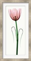Tulip I Fine Art Print