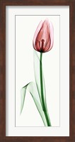 Tulip II Fine Art Print