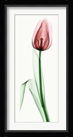 Tulip II Fine Art Print