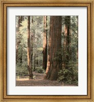 Redwoods 2 Fine Art Print