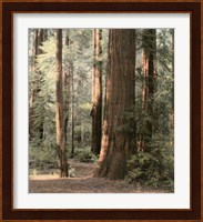 Redwoods 2 Fine Art Print
