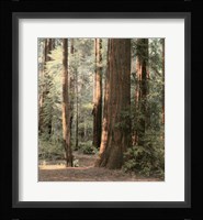 Redwoods 2 Fine Art Print