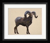 Rocky Mountain Bighorn Fine Art Print