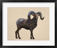 Rocky Mountain Bighorn Fine Art Print