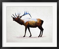 Rocky Mountain Elk Fine Art Print