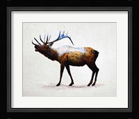 Rocky Mountain Elk Fine Art Print