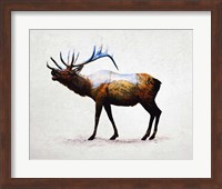 Rocky Mountain Elk Fine Art Print