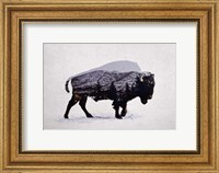 The American Bison Fine Art Print