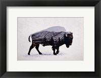 The American Bison Fine Art Print