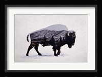 The American Bison Fine Art Print