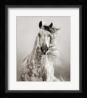 Caballo de Andaluz Fine Art Print