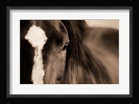 Dark Eyes Fine Art Print