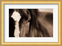 Dark Eyes Fine Art Print