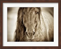 Mustang Sally Fine Art Print