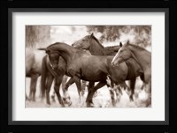 The Herd Fine Art Print