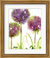 Alliums Fine Art Print
