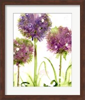 Alliums Fine Art Print