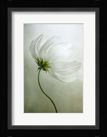 Cosmos Charisma Fine Art Print