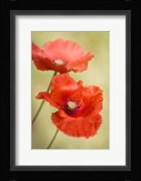 Papaver Passion Fine Art Print
