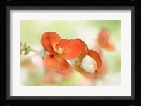 Summer Glow Fine Art Print