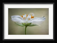 Summer Swirl Fine Art Print