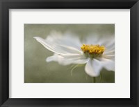 Whisper Fine Art Print