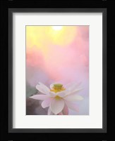 Beauty at Dawn Fine Art Print