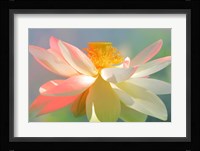 Dancing Queen Fine Art Print