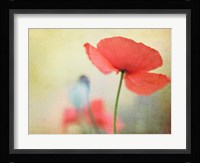Poppy Fine Art Print