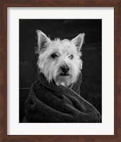 Portrait of a Westy Dog Fine Art Print
