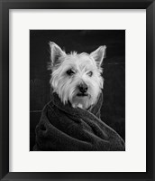 Portrait of a Westy Dog Fine Art Print