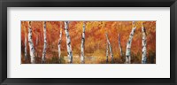 Autumn Birch I Framed Print