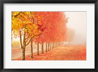 Fall Trees in the Mist Fine Art Print