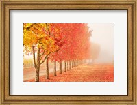 Fall Trees in the Mist Fine Art Print